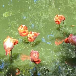 Meet your Posher, Priscilla